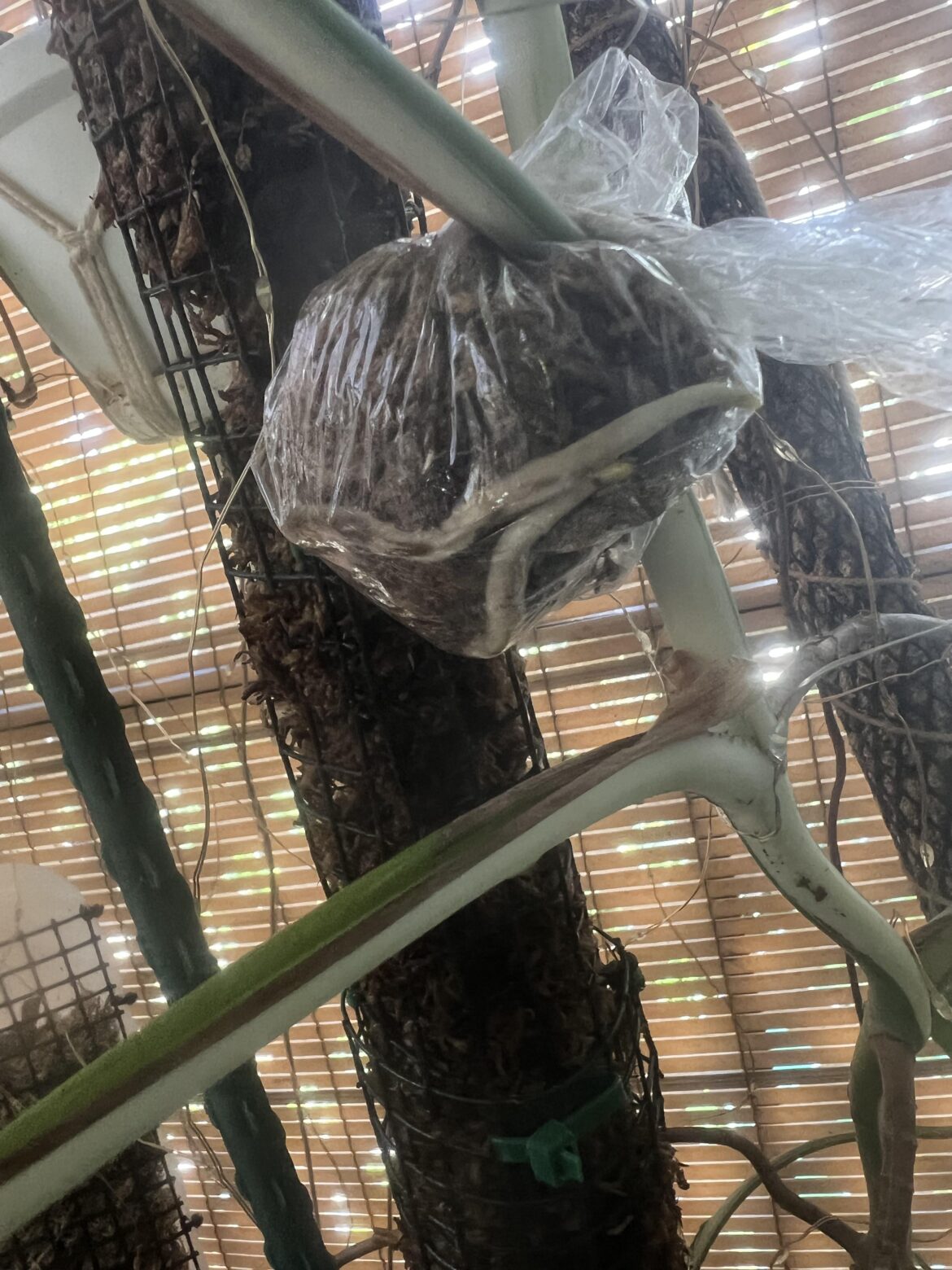 Is this enough root to chop off?