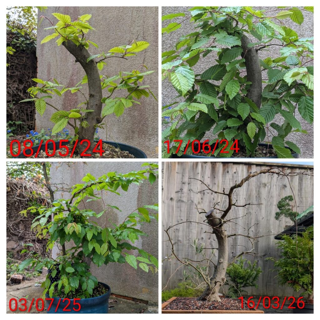 Hornbeam progress 2024-Present Hornbeam progress 2024-Present