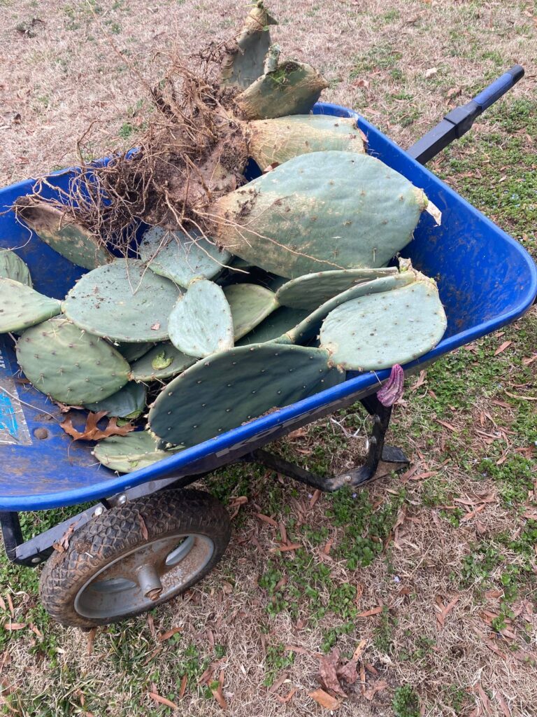 Due to my poor planning I had to take down my prickly pear. Can I separate the pads and replant? Due to my poor planning I had to take down my prickly pear. Can I separate the pads and replant?