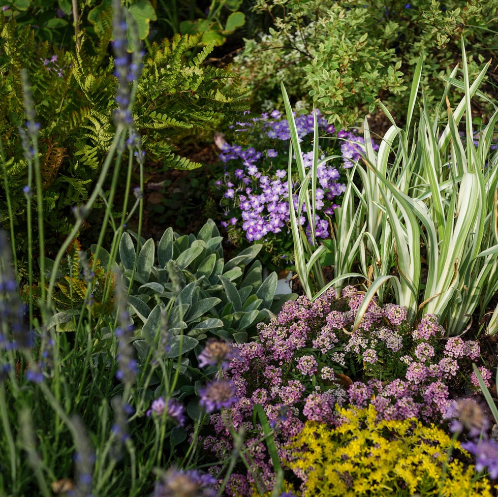 a colorful garden displaying various plants and flowers