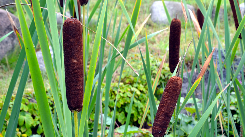 A close-up of cattails outside