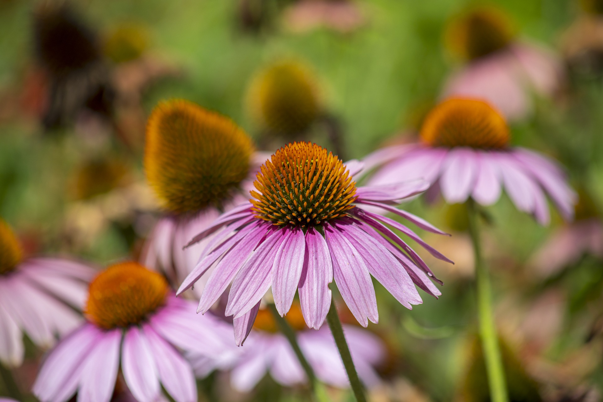 purple coneflower (echinacea purpurea).
