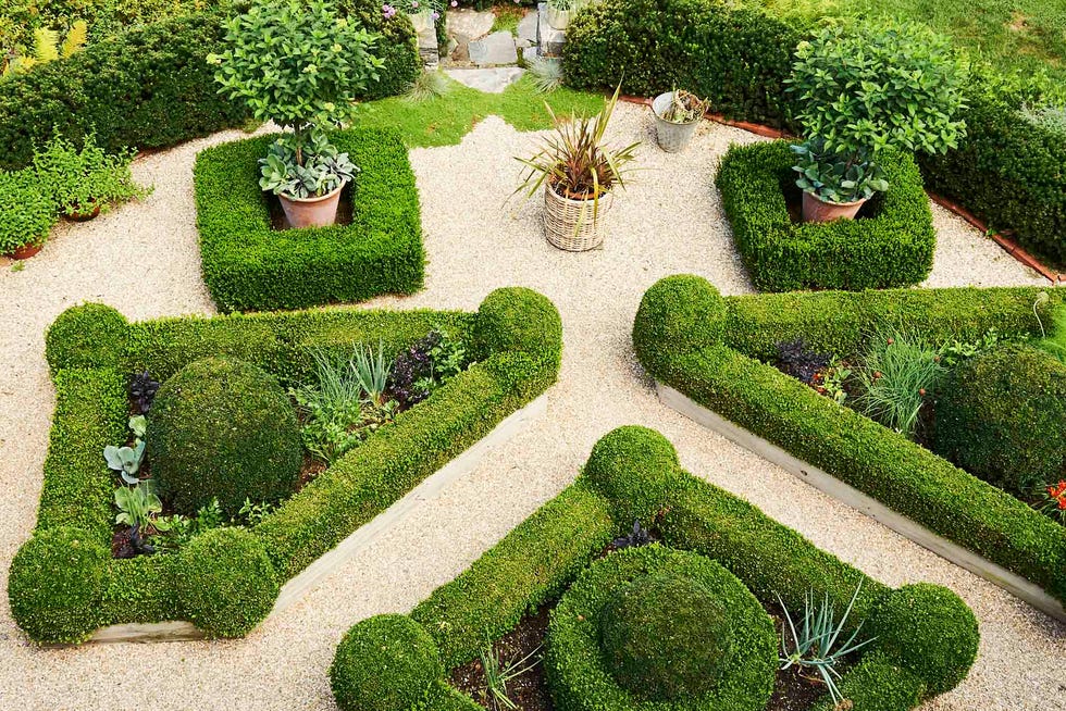 cabbage along with herbs, lettuces, and leeks bursts forth from geometric boxwood hedges