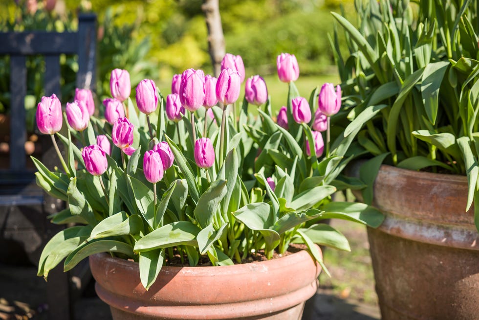container gardening ideas