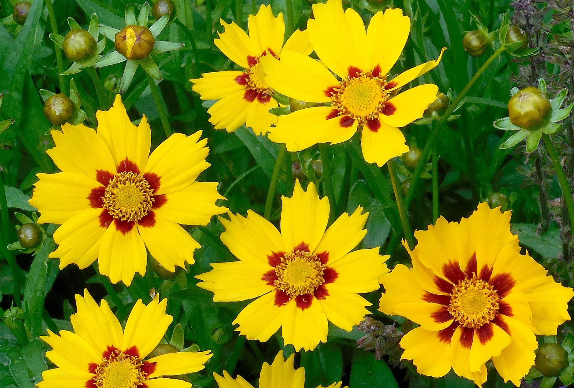 Yellow coreopsis in the summer garden
