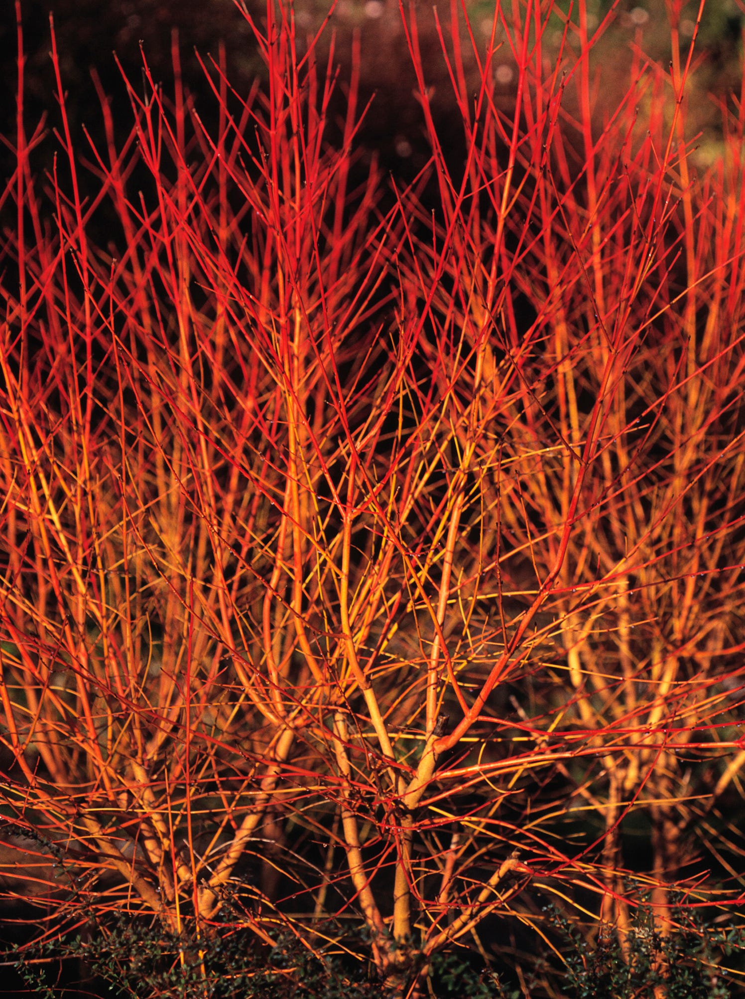 Cornus sanguinea 'Midwinter Fire', Bloodtwig Dogwood