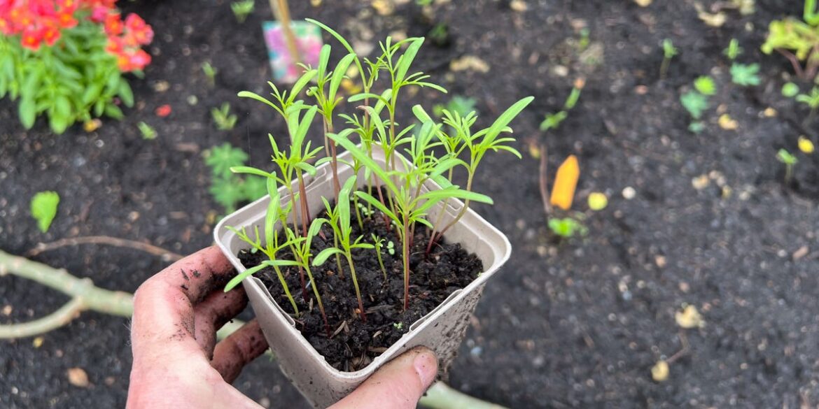 15 Surprisingly Easy Flowers to Grow From Seed This Spring