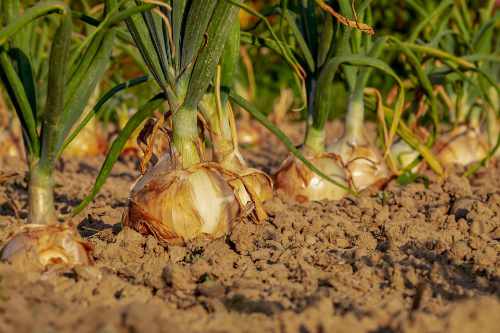 couleur onion 500