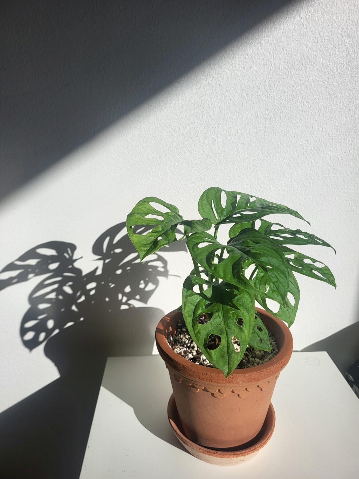 Adansonii sunbathing