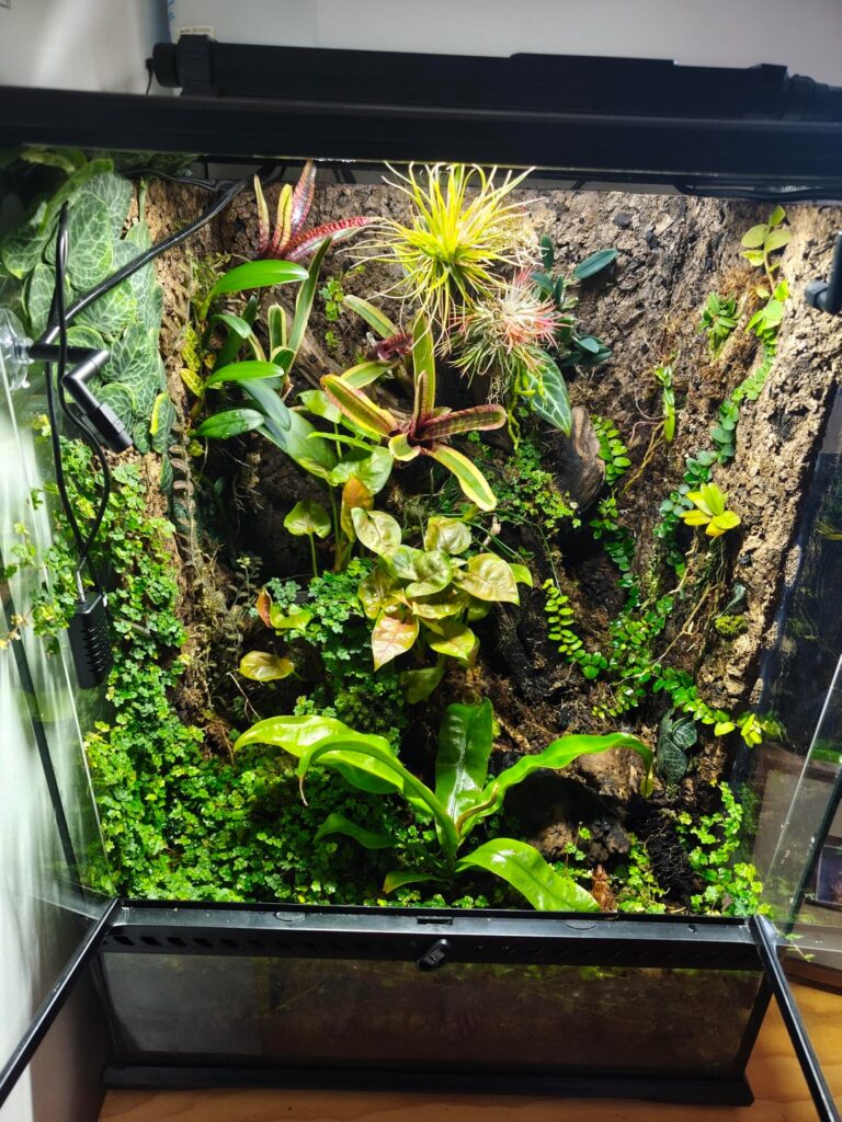 My terrarium progress My terrarium progress