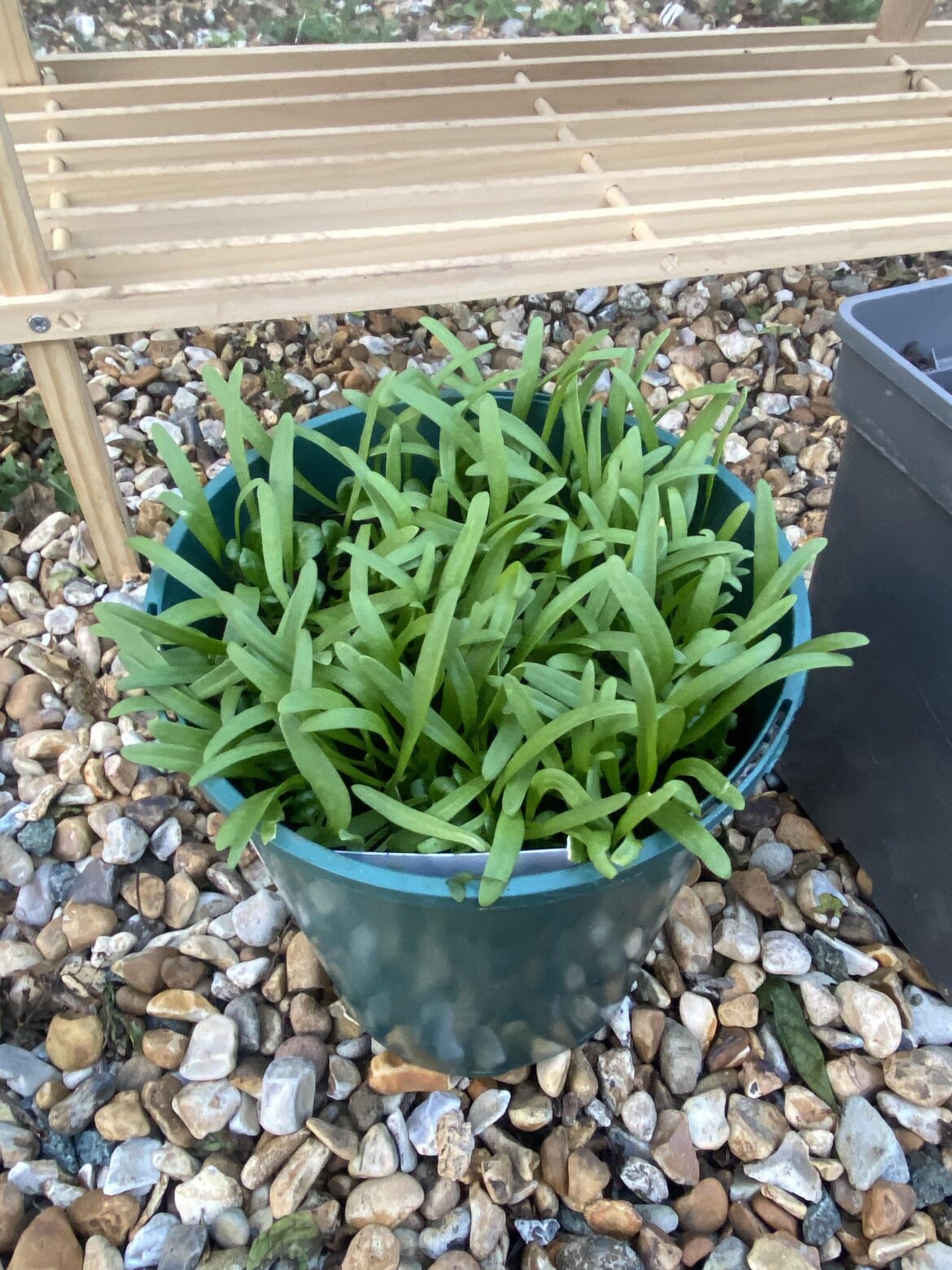 Can I eat spinach seedlings?