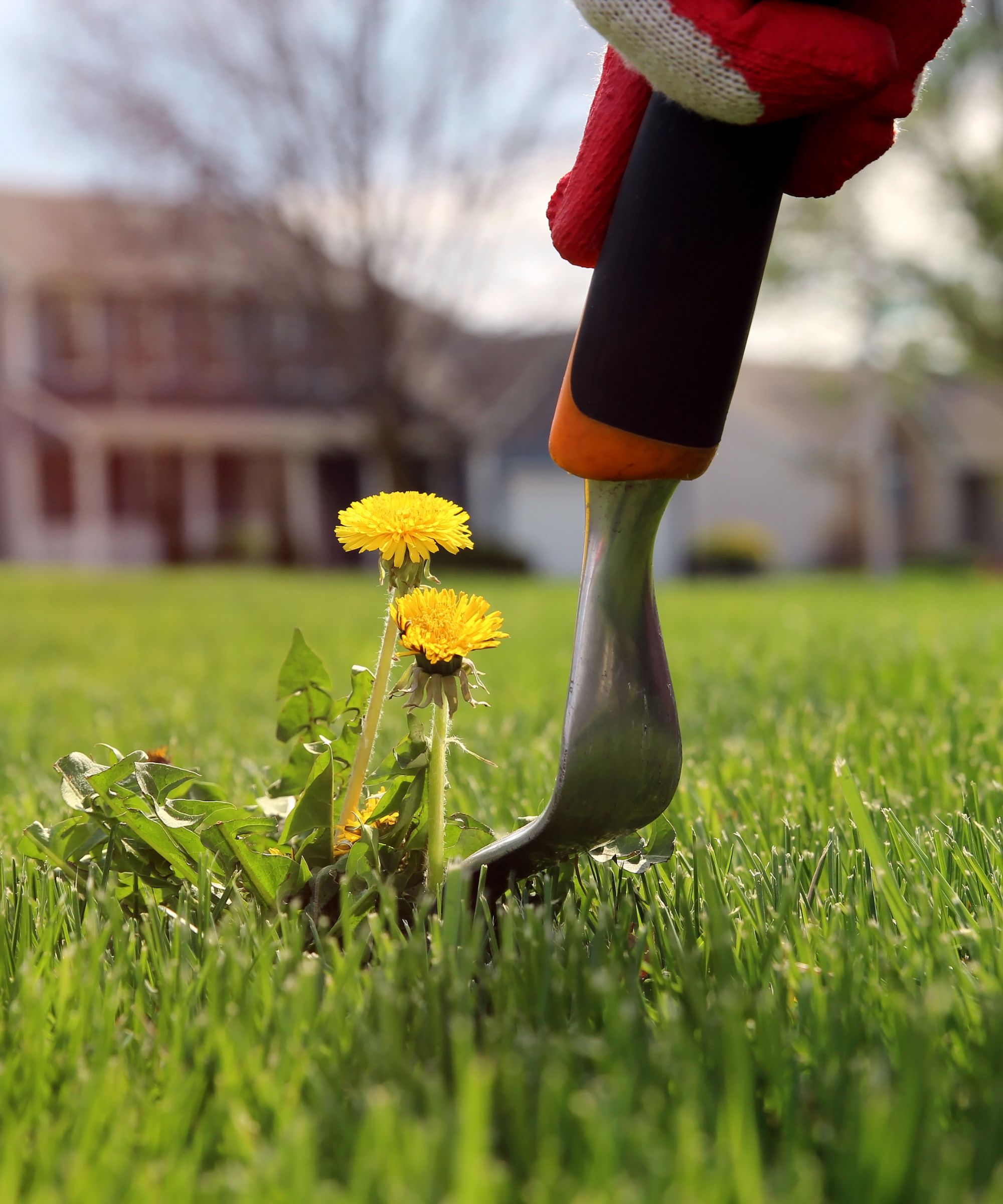 An extreme closeup on a weeding tool removing dandelions from a lawn