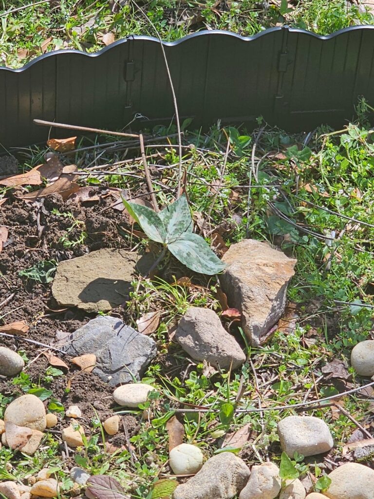 Small update on the trillium that got mowed down Small update on the trillium that got mowed down
