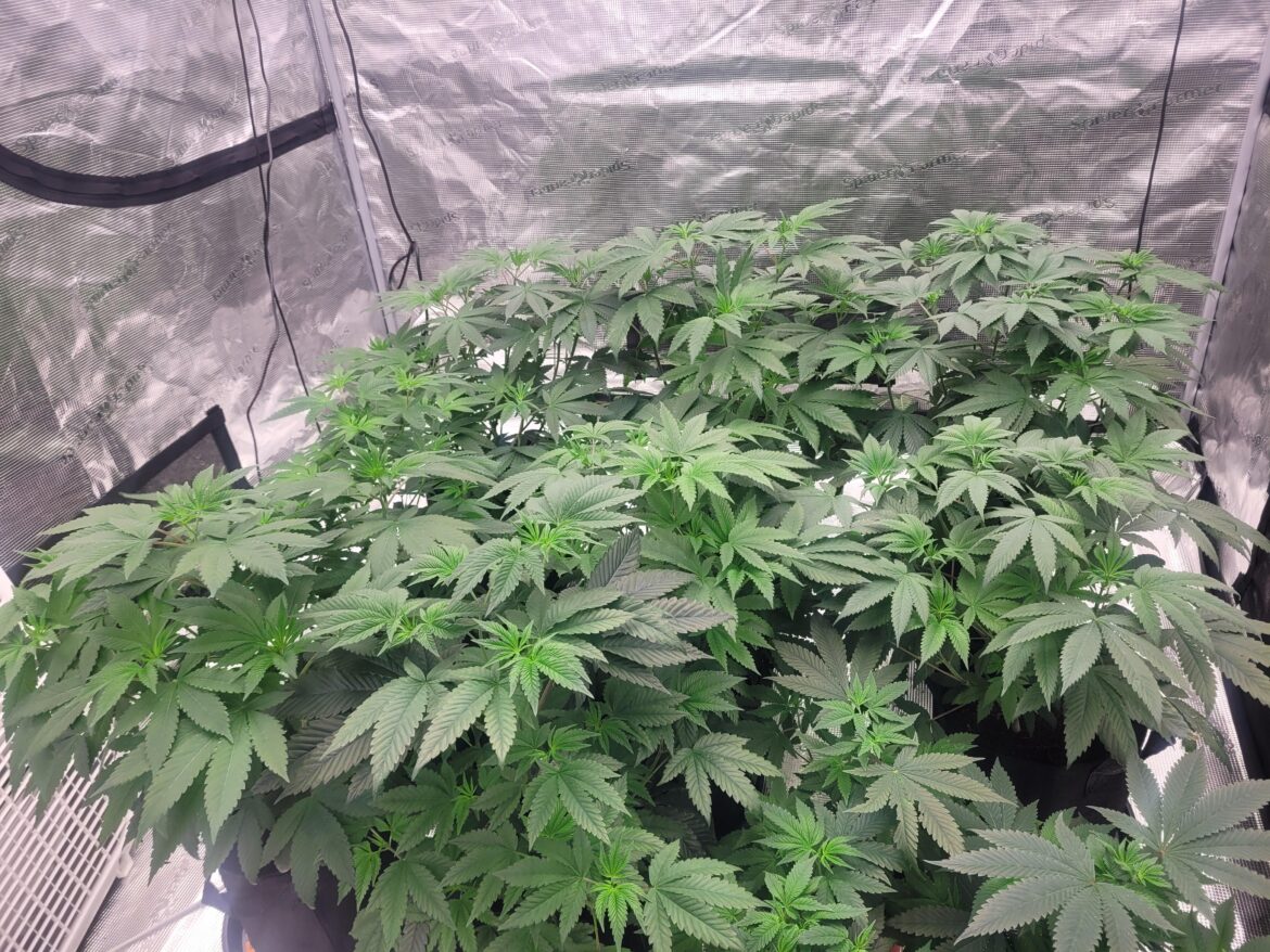 12 Plants 50 days Veg in a 5x5x6 in Coco fed Cropsalt. What should I expect?