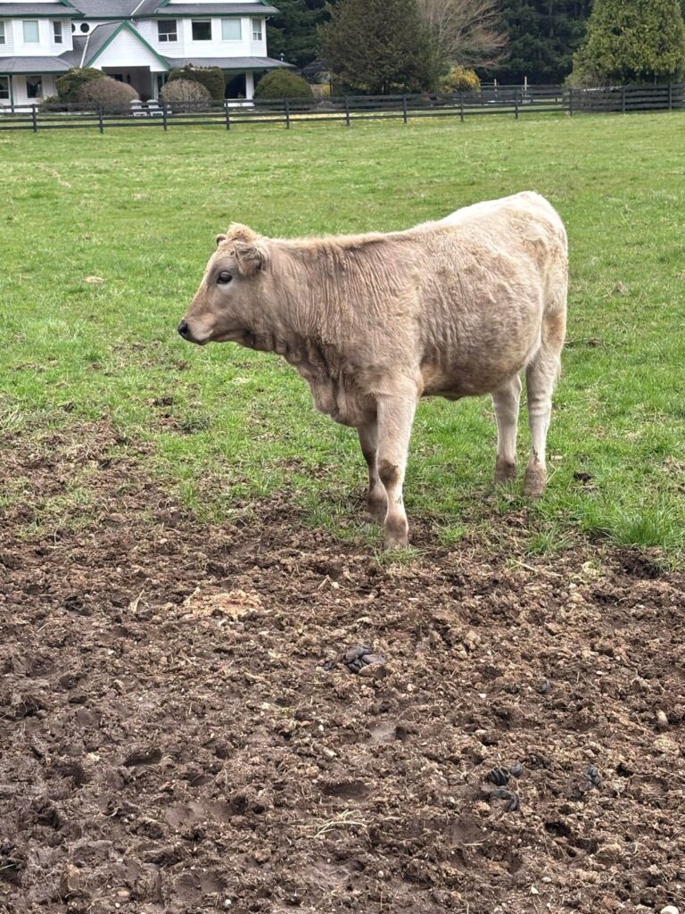 My most beautiful heifer, Angus x Wagyu