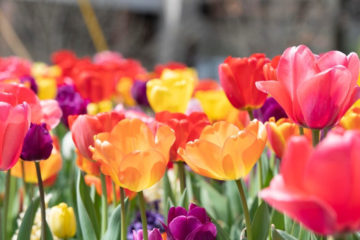 Did the cold front zap your flowers?