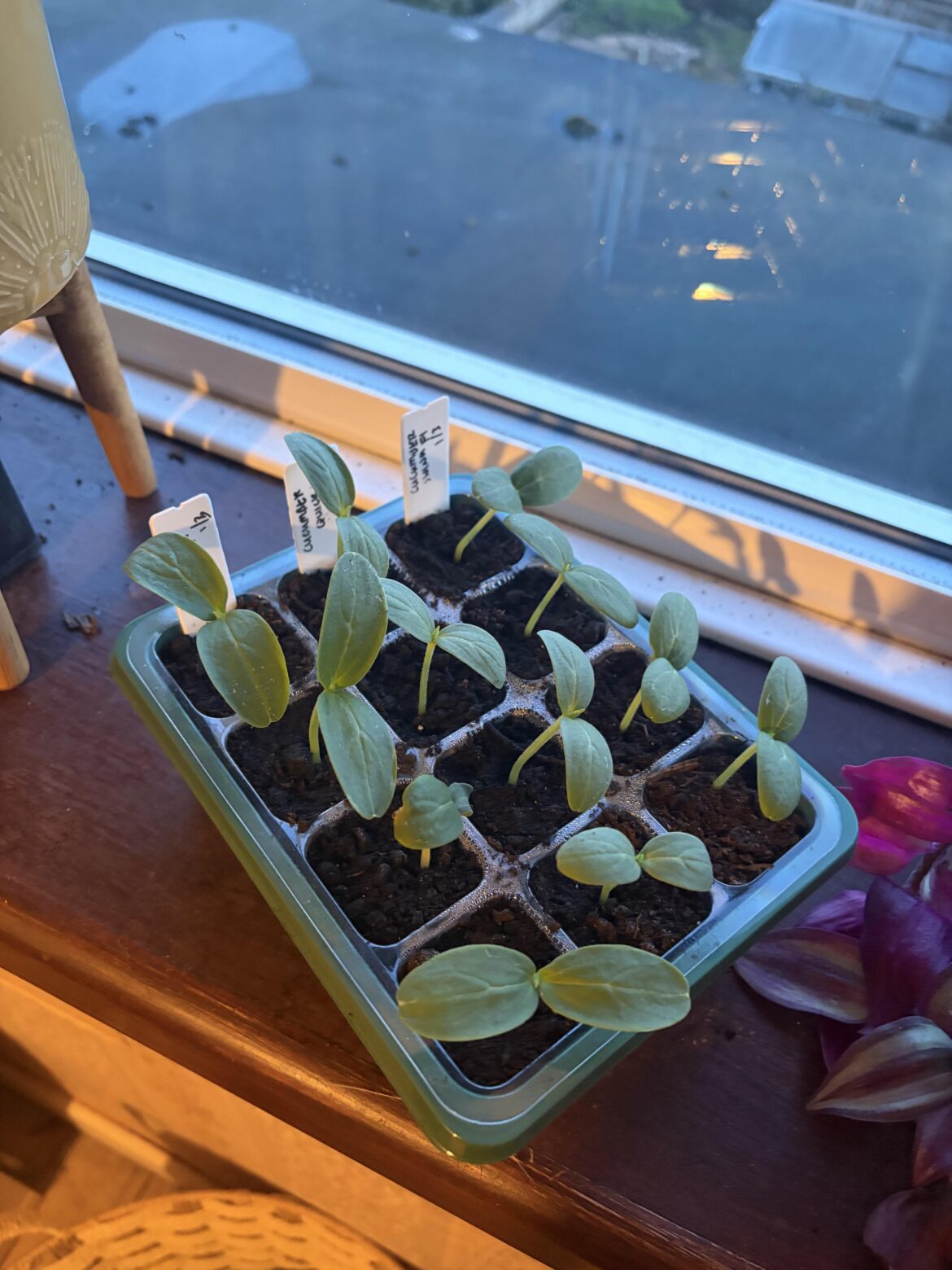 Cucumber seedling success!