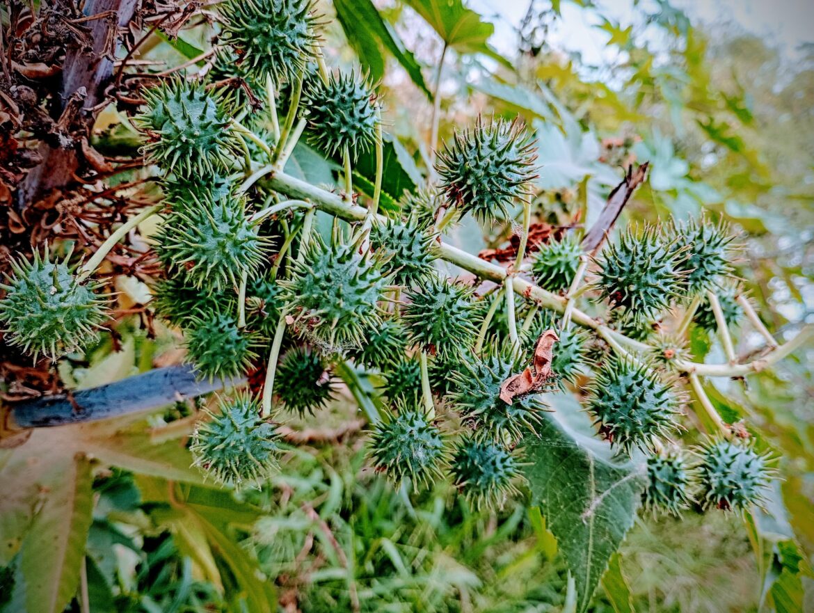 What kind of plant is this?