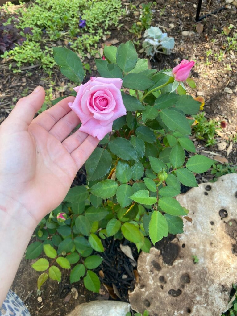 First blooms on my new roses