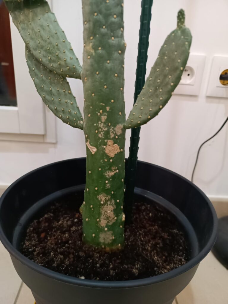 Is my dude sick ?