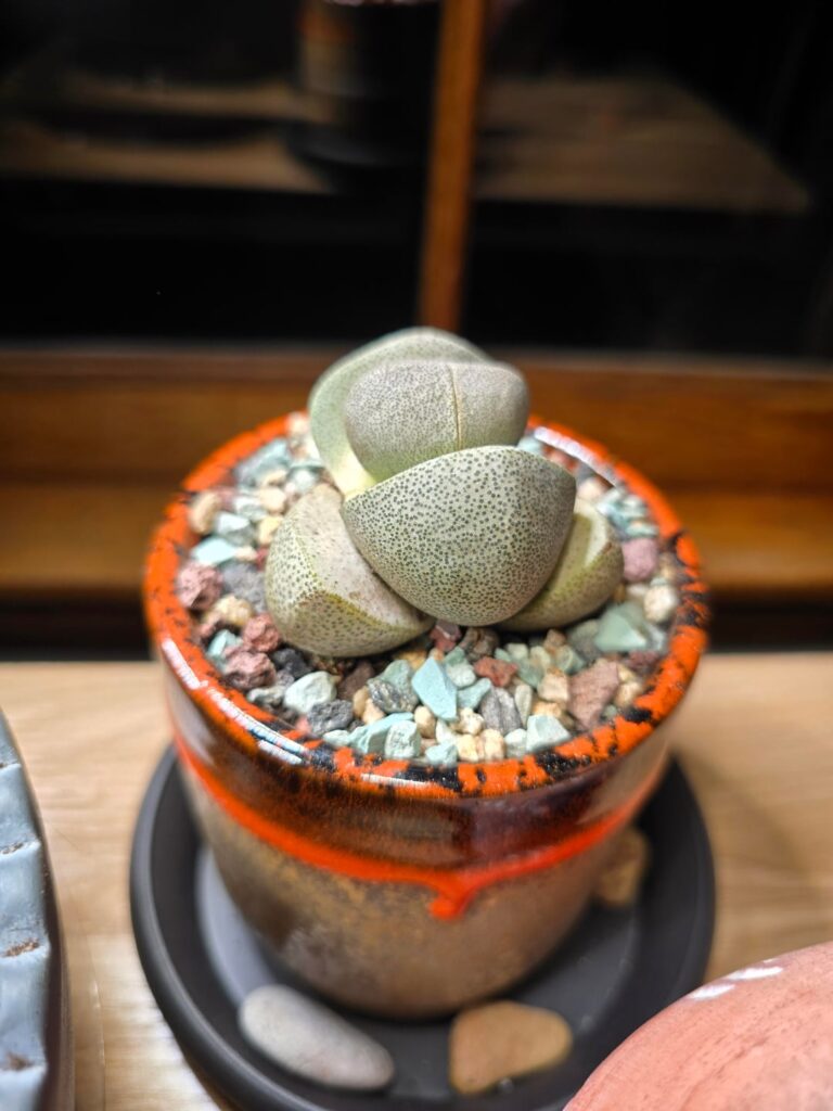 Trauma or rot?