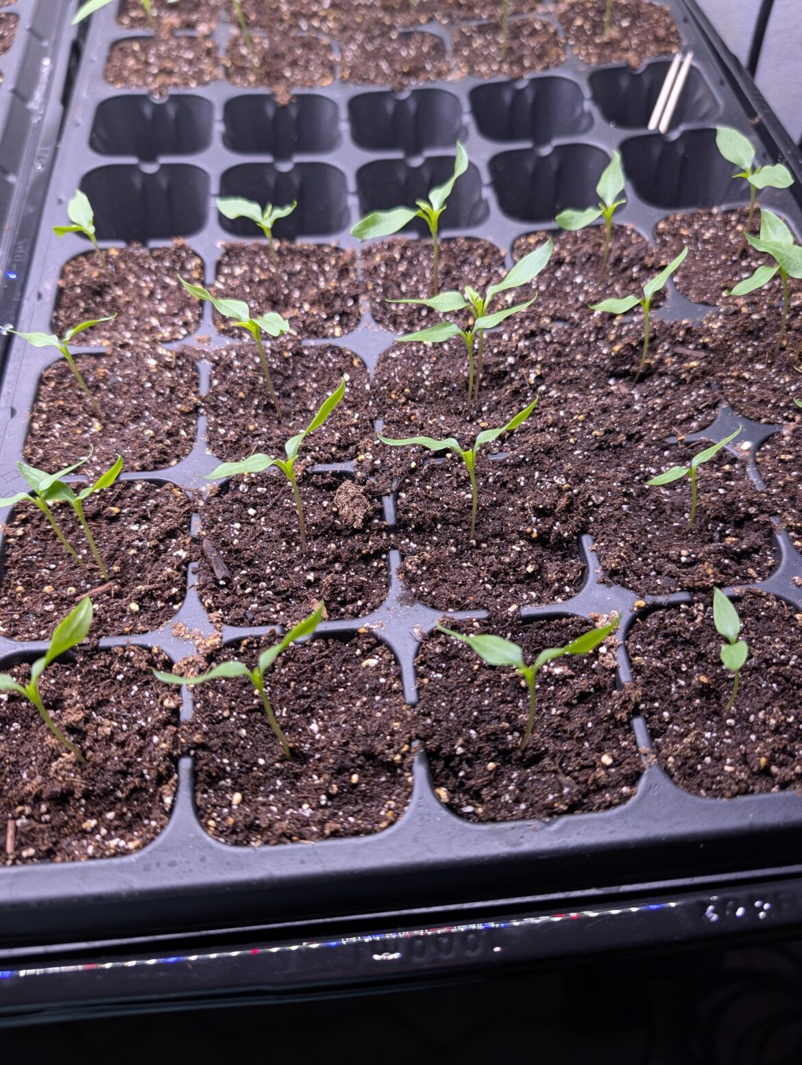 Wavy Seed Leaves