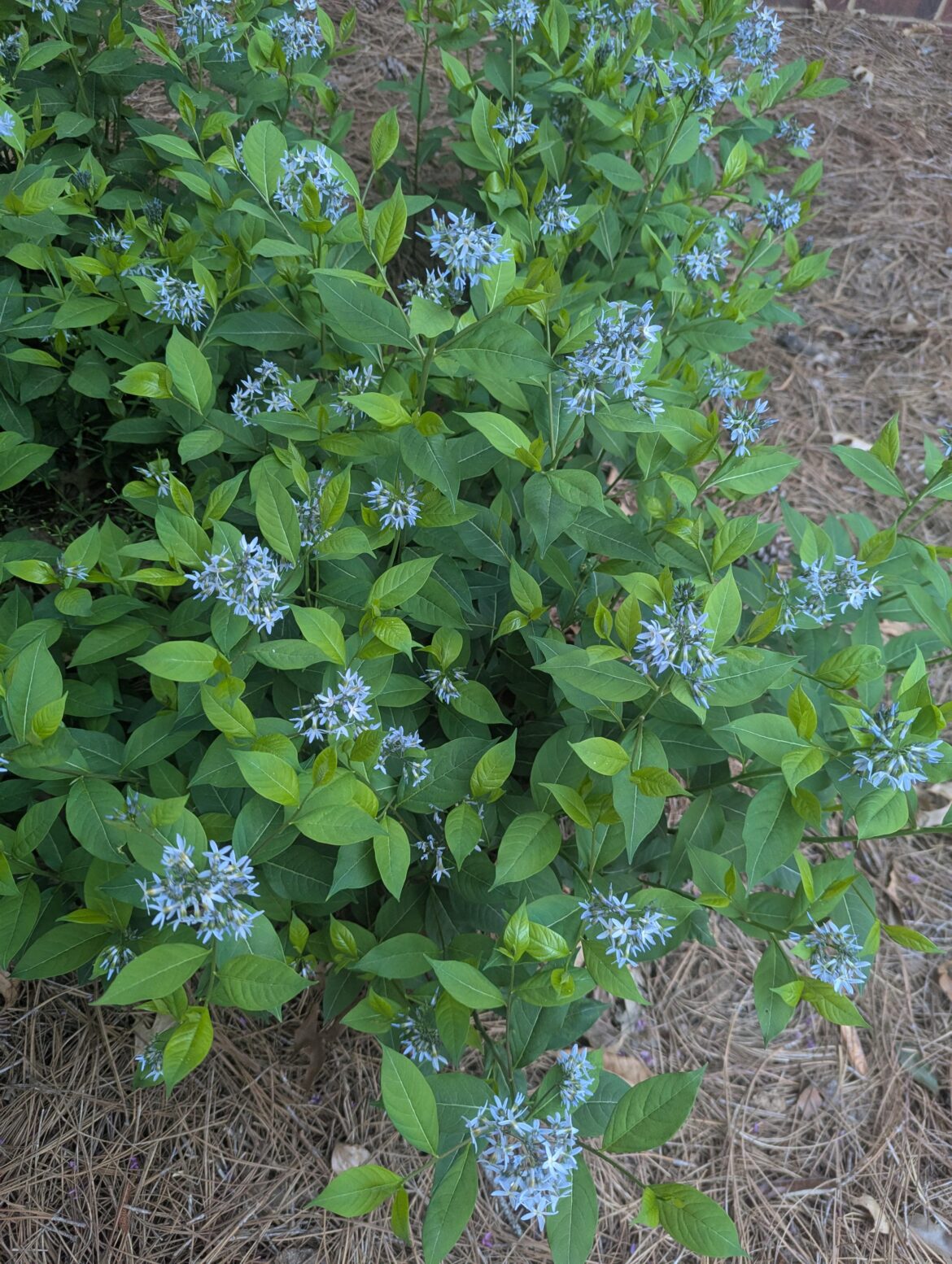 In GA