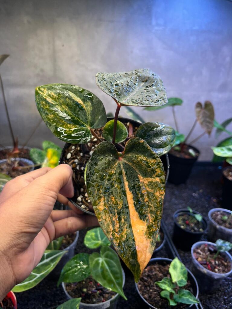 Anthurium Carla x Venom