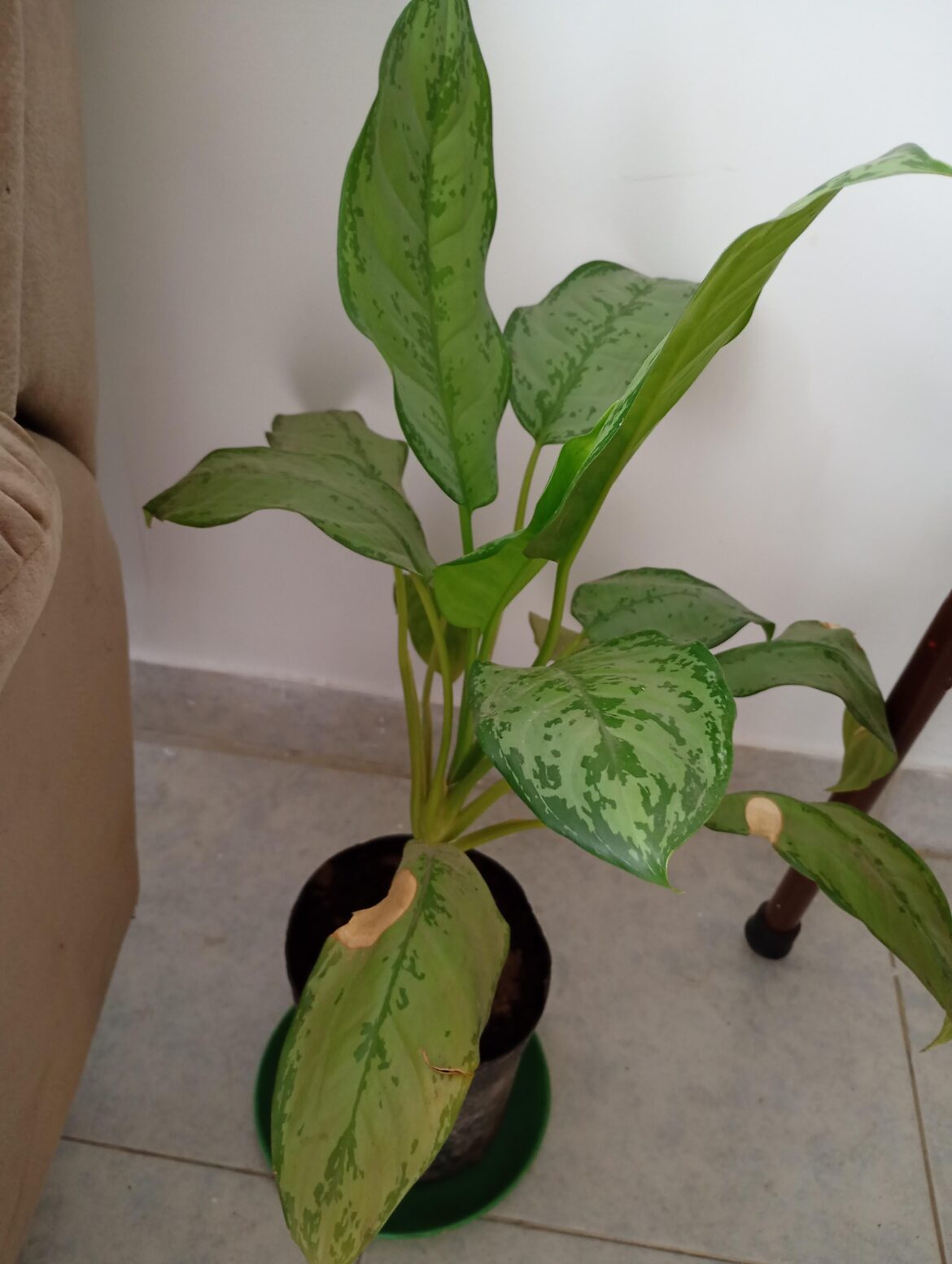 It's growing wonderfully do you like it?