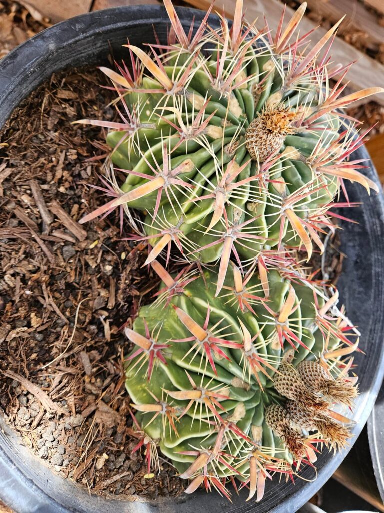 Latispinus, bonus escobaria and grizzly pear