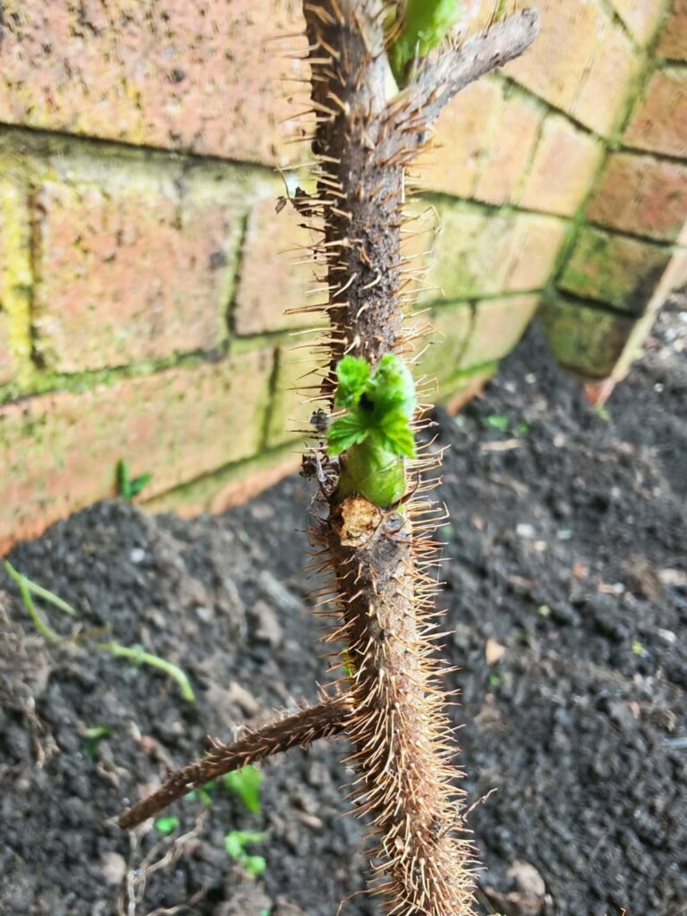 Rubus! Just found it in my garden.