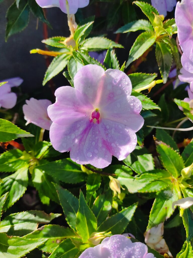Flowers from my mom's garden