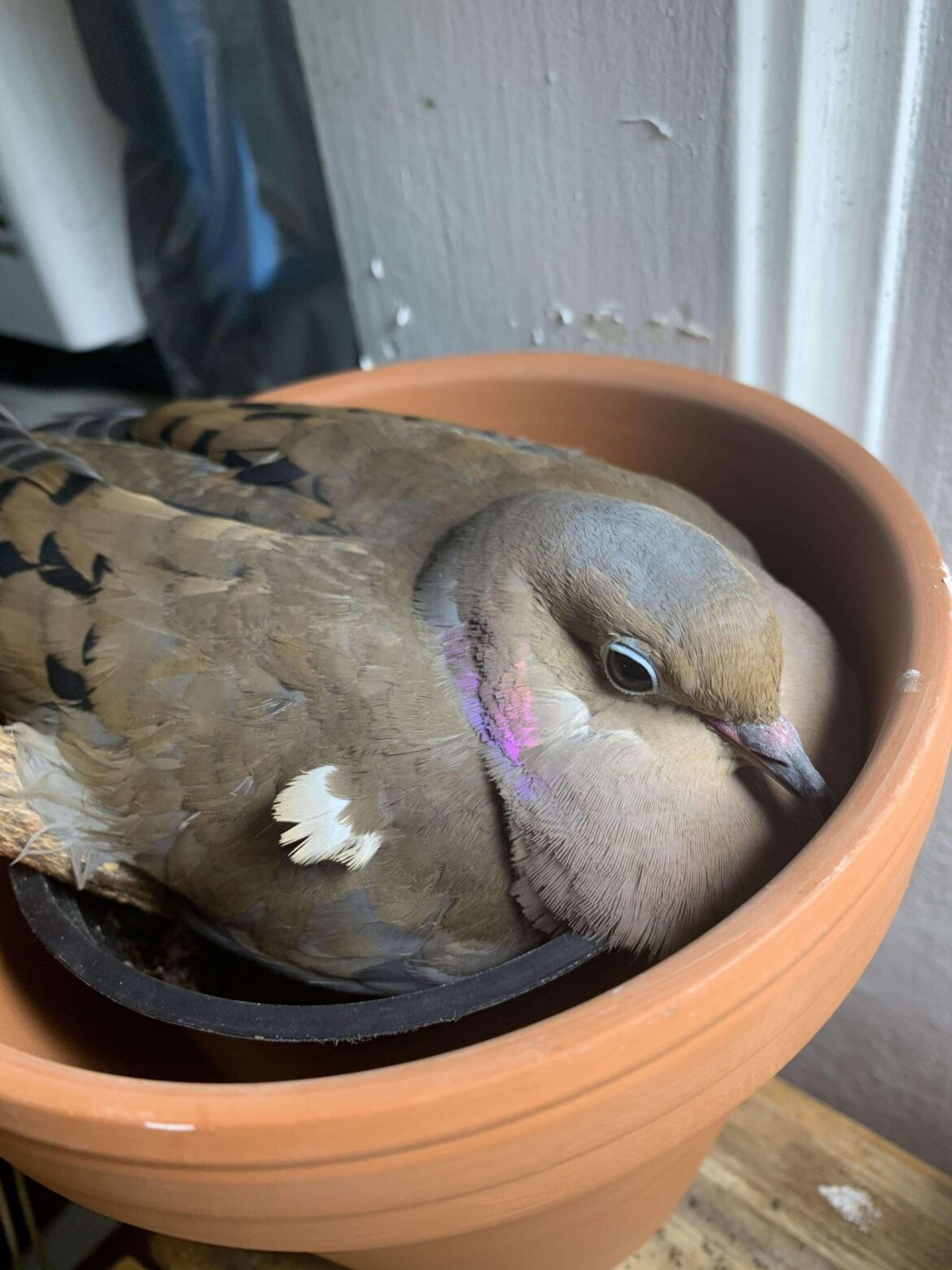 Plant looks a little funny this morning.