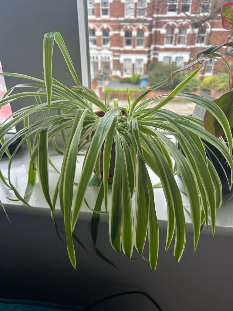 Help with my spider plant