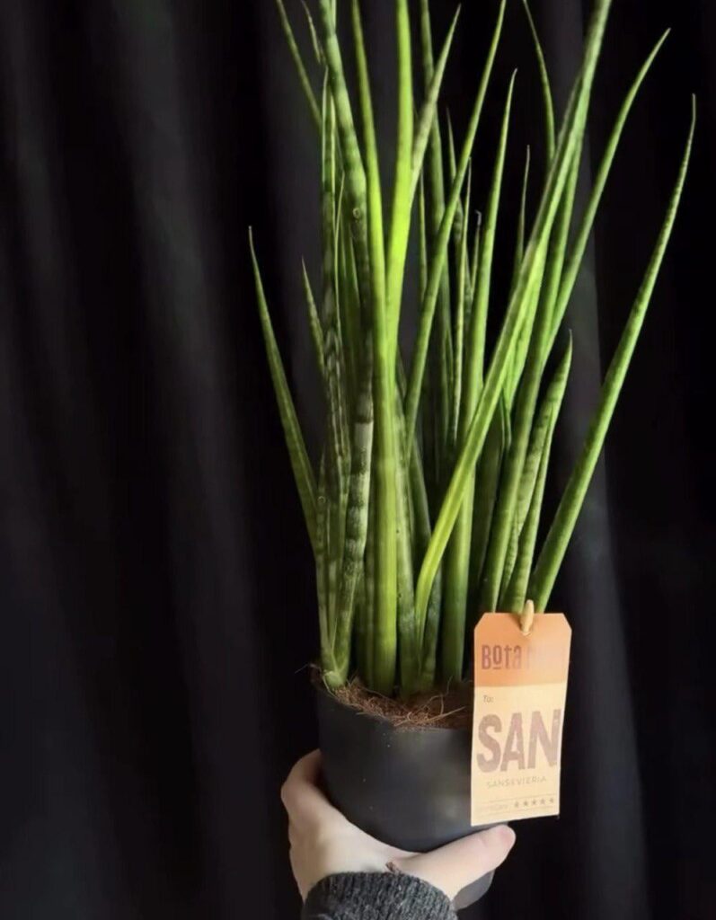 I have a new flower at home