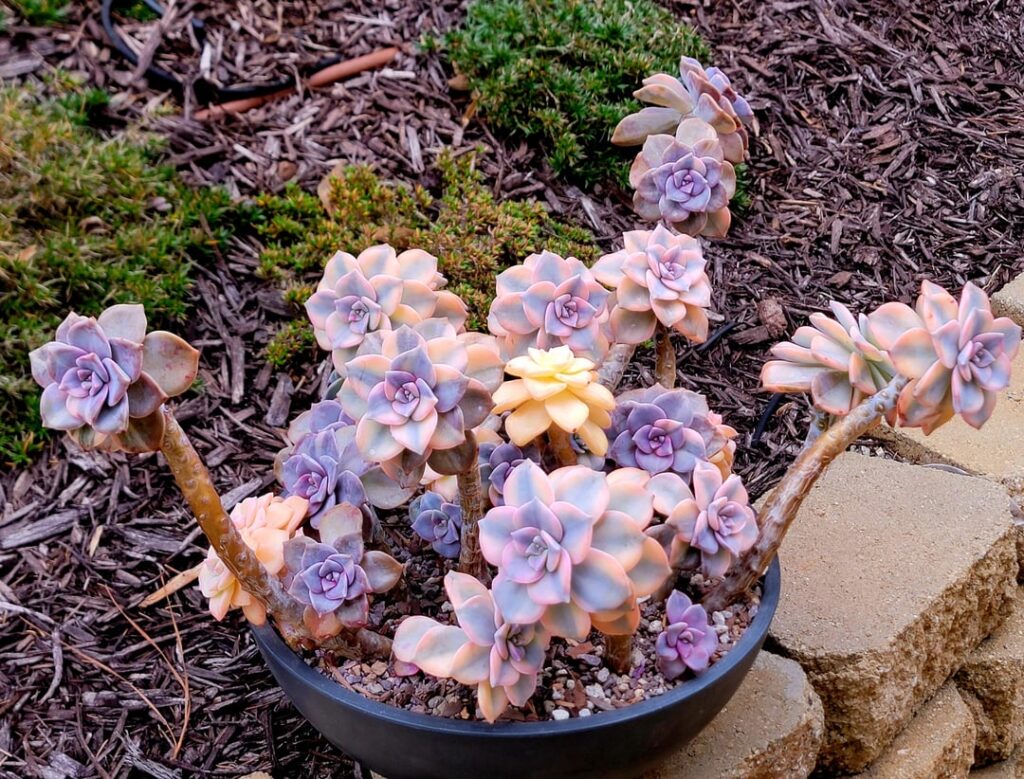 Variegated Graptoveria Purple Delight