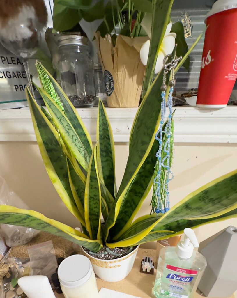 Am I killing my “snake” plant? Am I killing my “snake” plant?