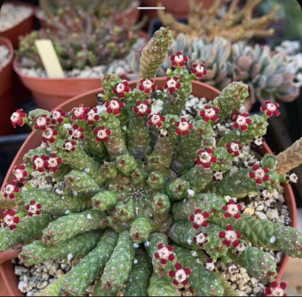 ISO This mystery Medusa