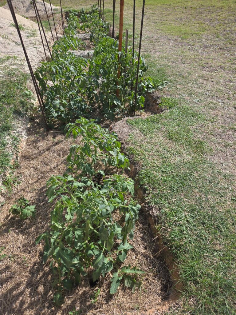 Tomatoes in Central Texas Tomatoes in Central Texas