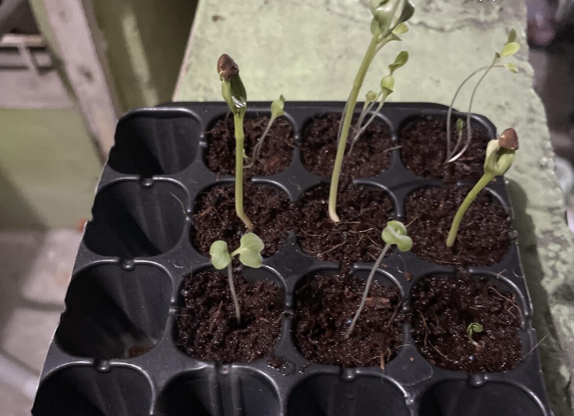 Started hydroponics a week ago and this is 8th day of my lettuce, kangkong and pechay seeds. Does this look ok or I did something wrong?