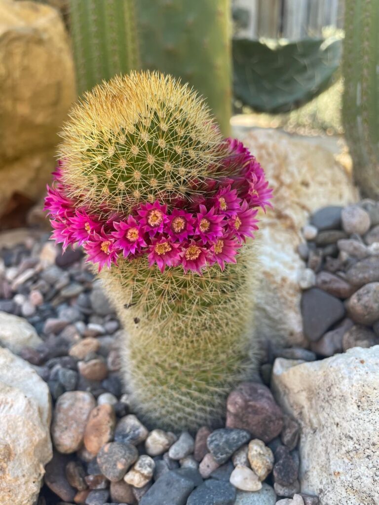 Mammillaria spinosissima