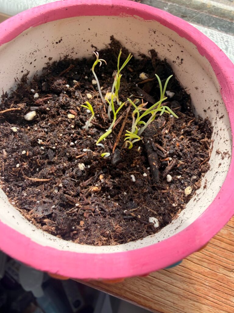 New Plant Help New Plant Help