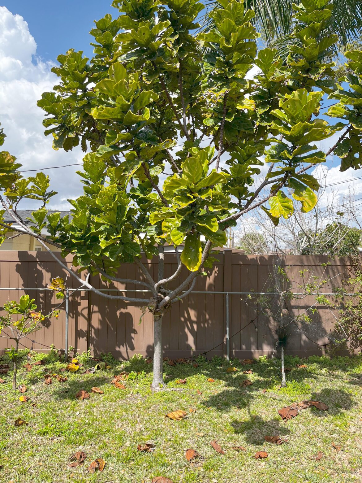 Yall like fiddle leaf figs?