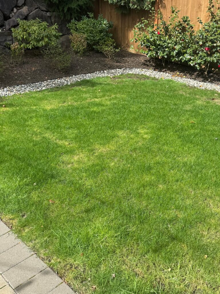 help me convince my dad to plant clover instead of TURF pls help help me convince my dad to plant clover instead of TURF pls help