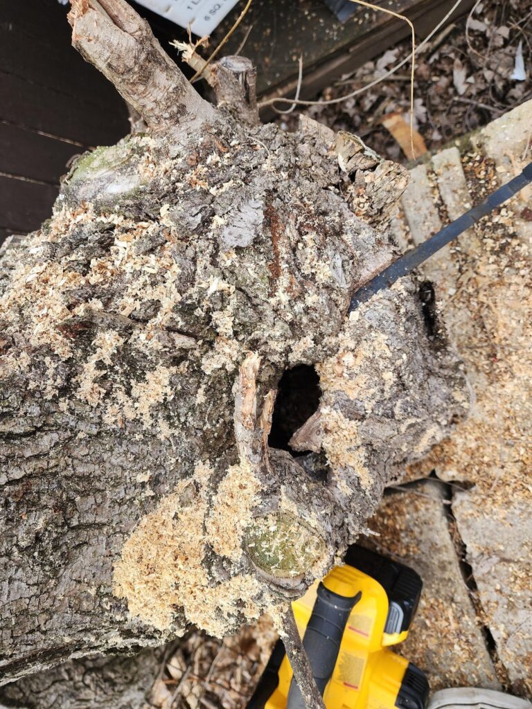 What is eating this tree? What is eating this tree?