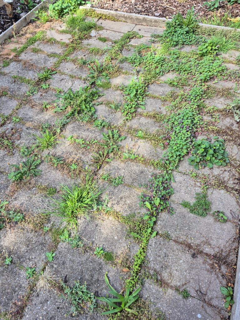How to get rid of pave weeds fast