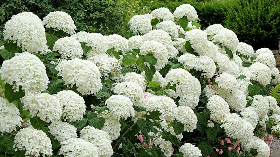 White Hydrangea arborescens 'Strong Annabelle'