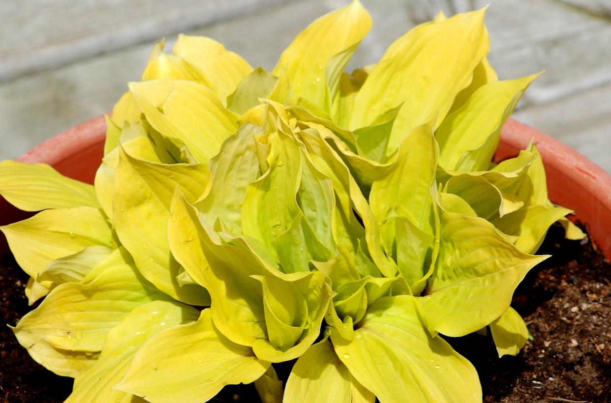 'Fire Island' is one of the nicer hostas with golden leaves.Credit: David Beaulieu