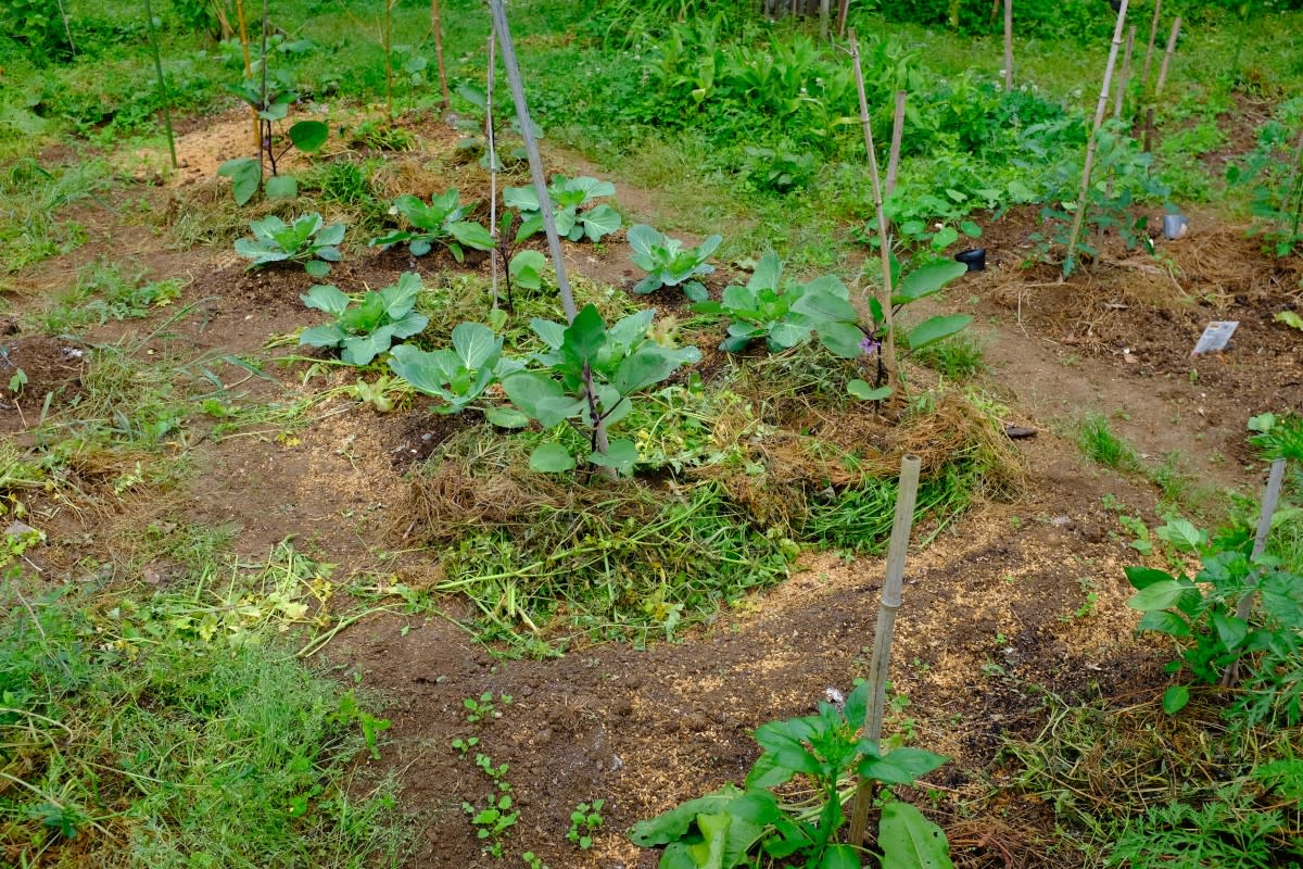 Photo by itotoyu on Getty Images