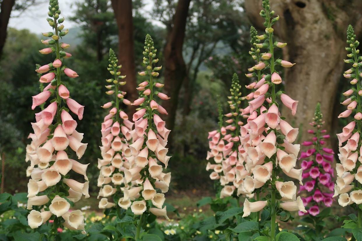 Credit: Getty Images / `Andrea Jhang / 500px